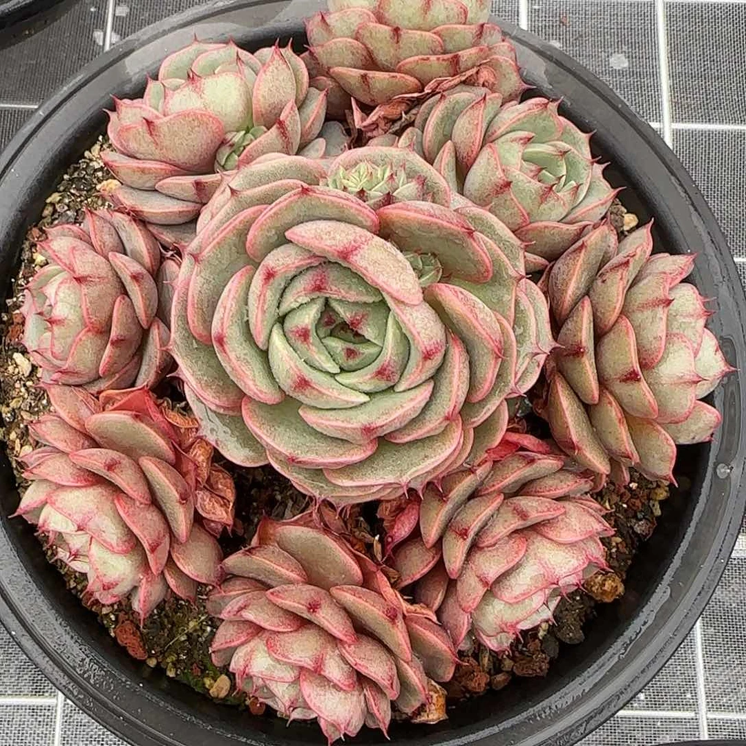 从前慢花园精选笨巴蒂斯