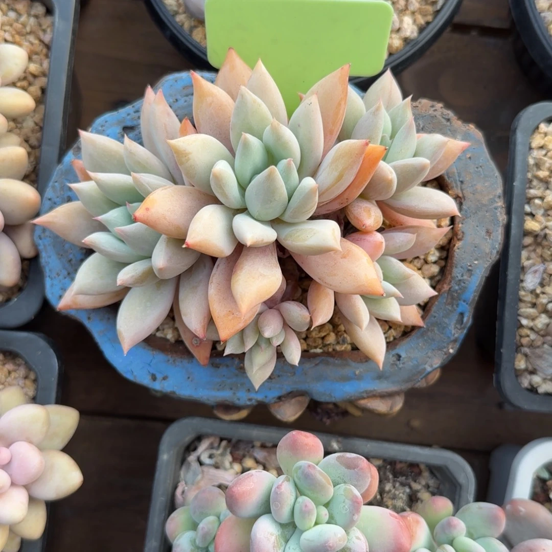 暮光11111111111111111