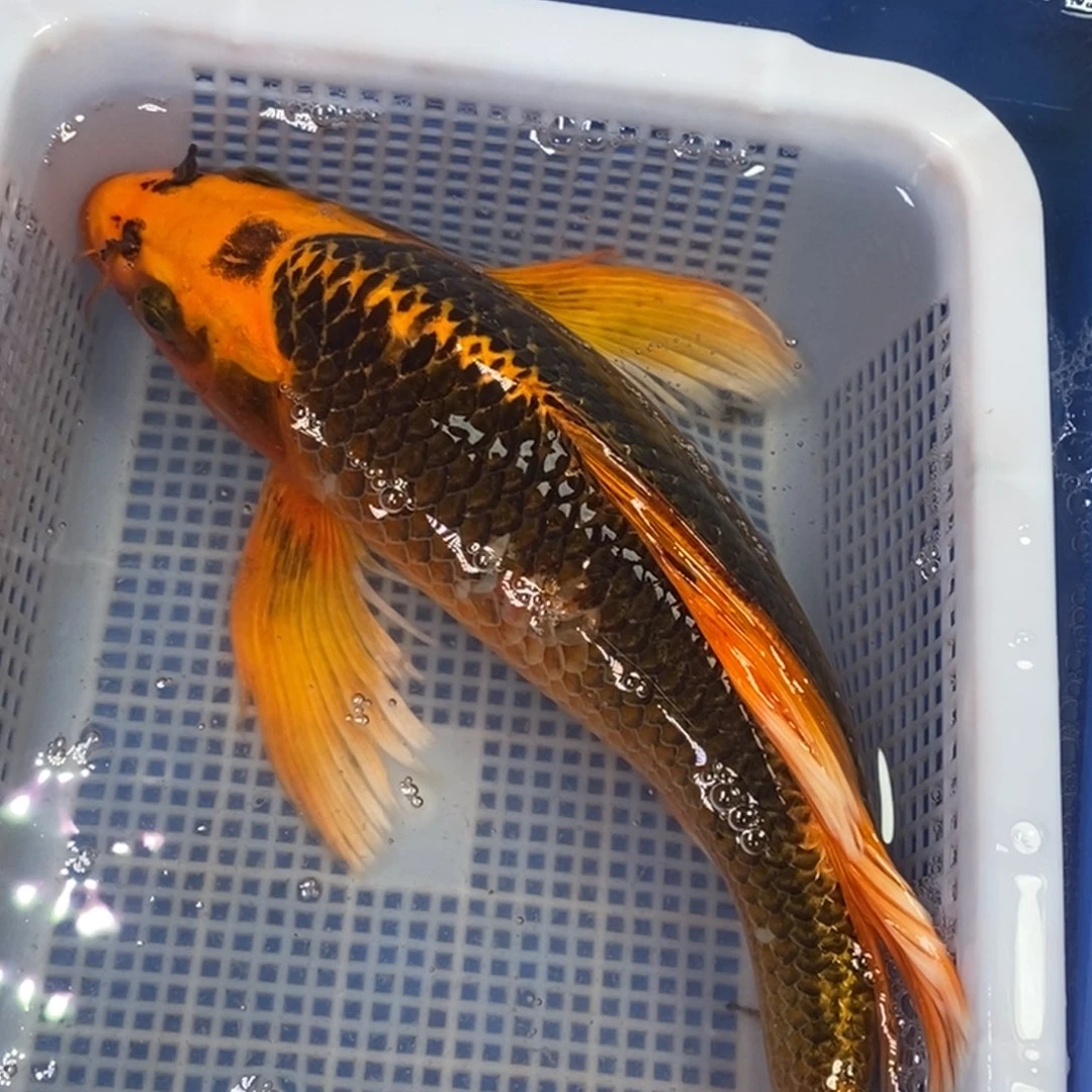 锦鲤冷水锦鲤包邮