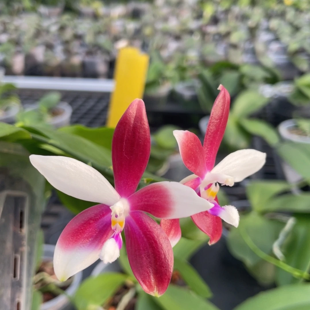 完全开放红熊猫交铁爪，4寸杯开花株