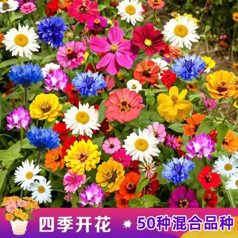 野花组合种子四季开花波斯菊格桑花易活花籽庭院室外绿化花种籽子