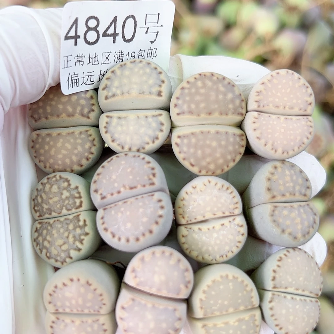 4840四年饼干12个2cm左右打包价