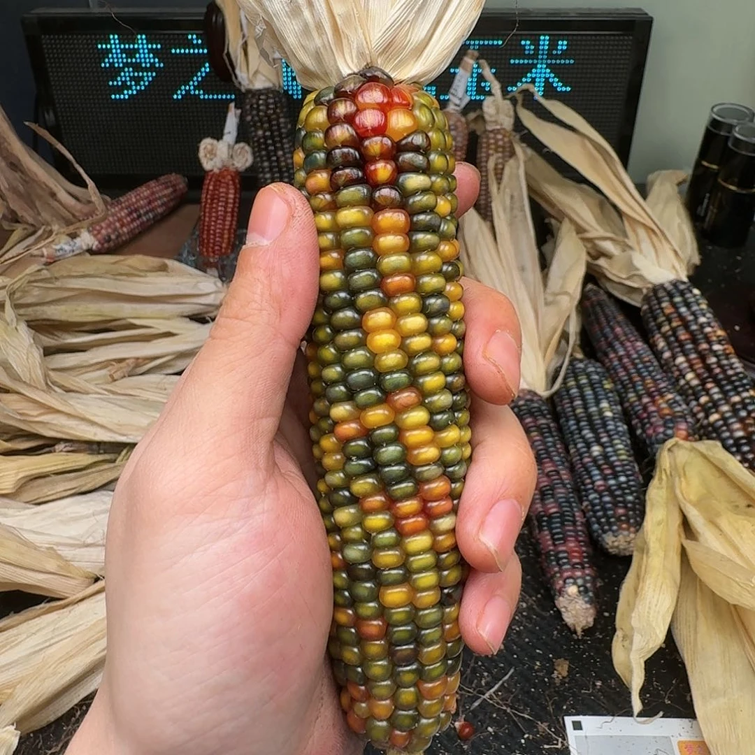 柏香籽/百香籽吊坠米*