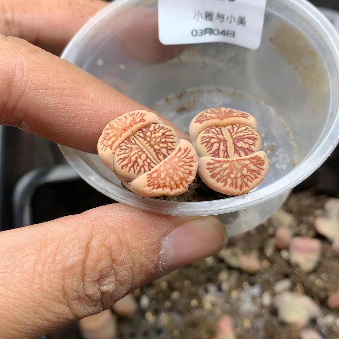 【****】D125多肉植物保护