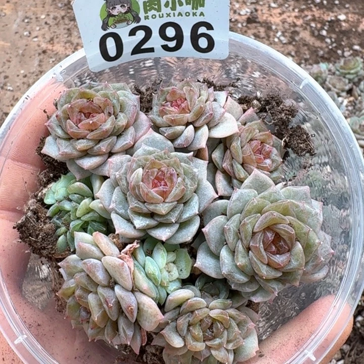 多肉植物多肉植物