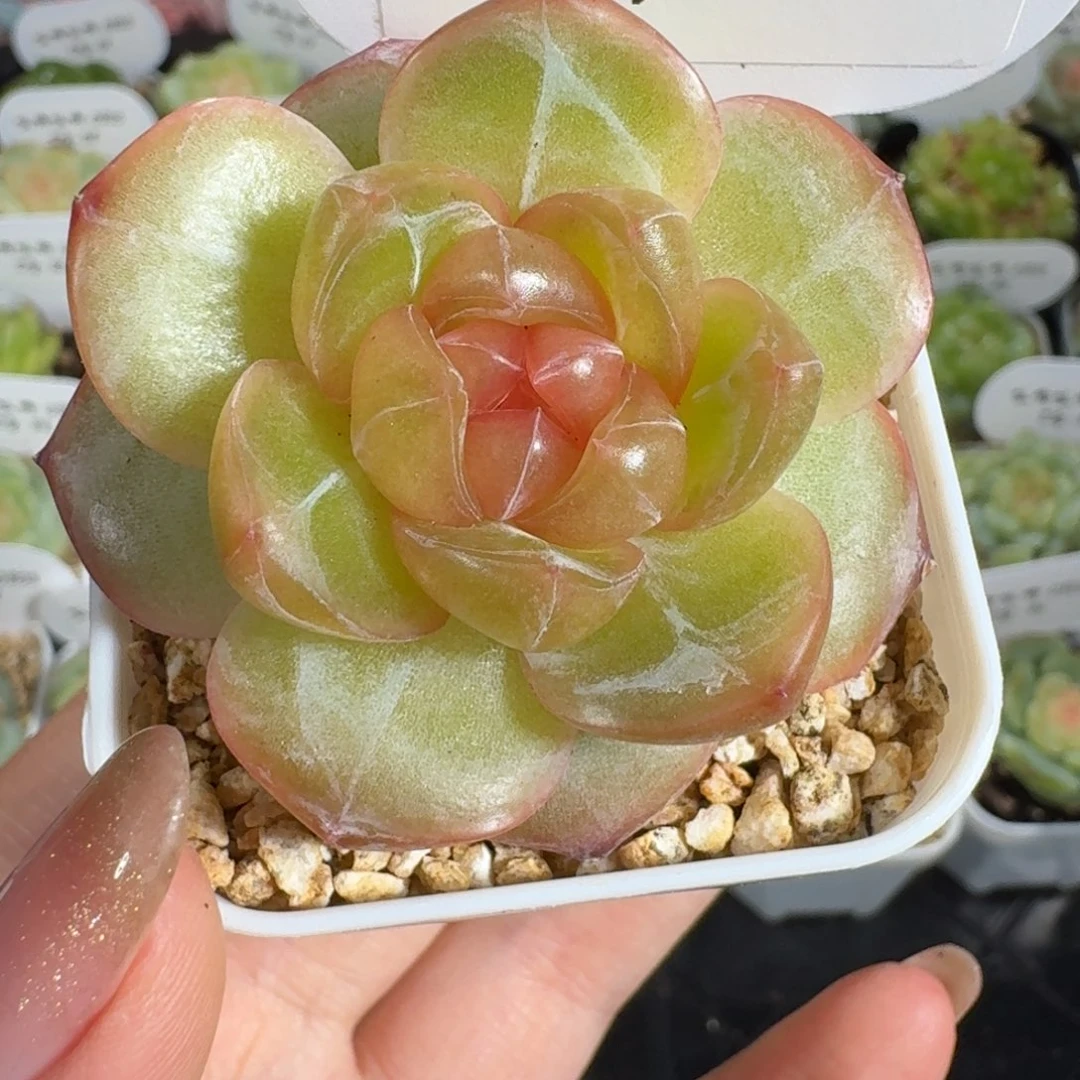 0805-097-3009泰勒珍妮