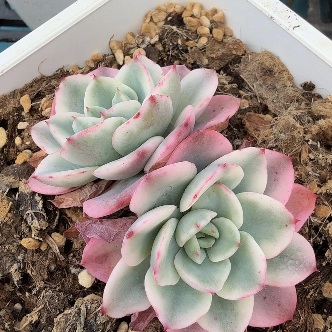 奶油黄桃锦，多肉植物