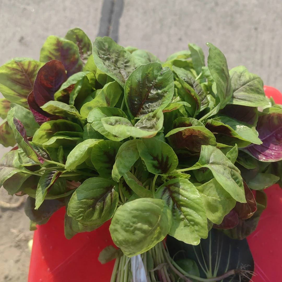 【红苋菜】农家自种红苋菜现采先发（江浙沪拍）