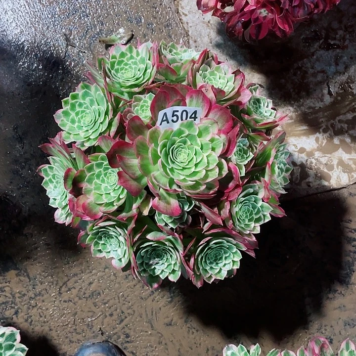 半**过多肉法师水蜜桃法师锦504