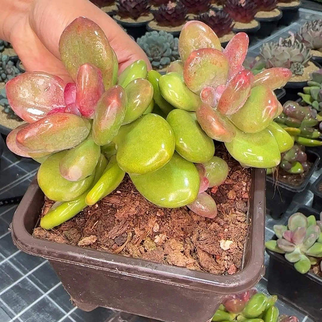 从前慢花园精选芒果奶