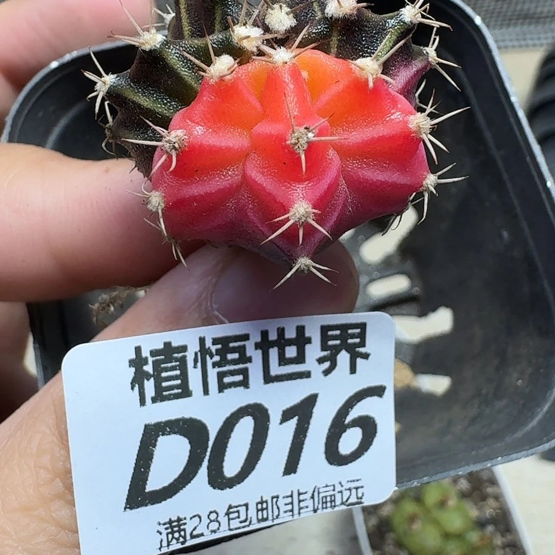 多肉植物的润泽光滑后