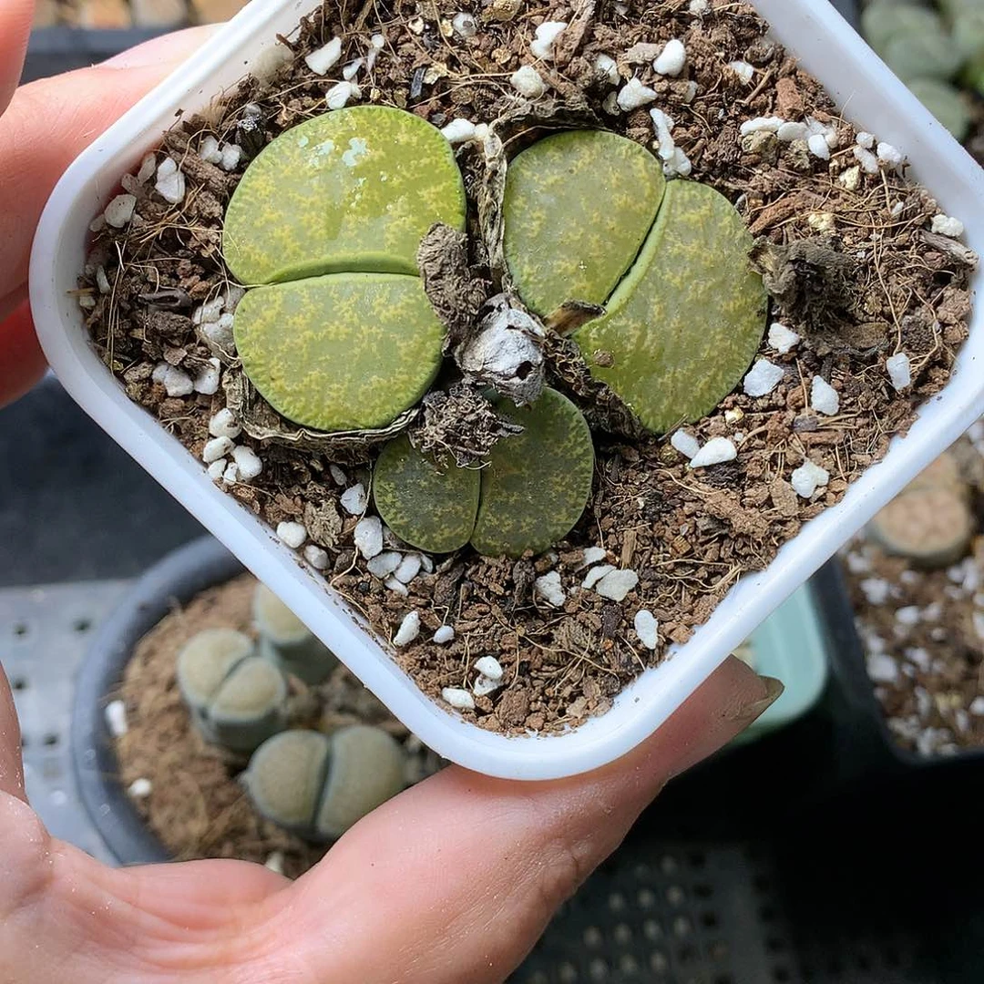 H134多肉植物保护