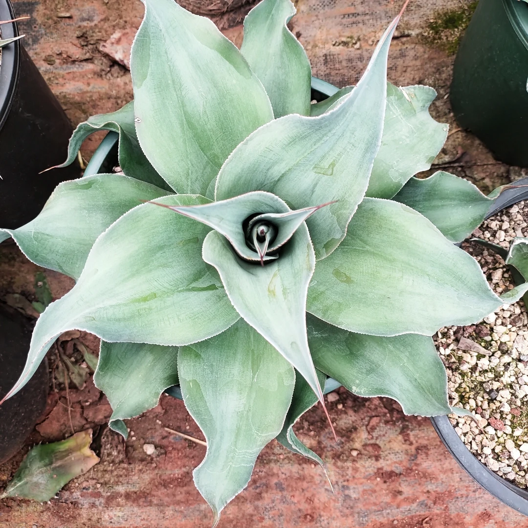 波叶鲸鱼舌龙舌兰40cm 沙生植物多肉植物