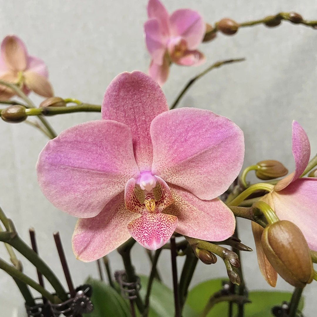 【特拉维索】 蝴蝶兰室内鲜花绿植送礼亲戚礼物盆栽乔迁