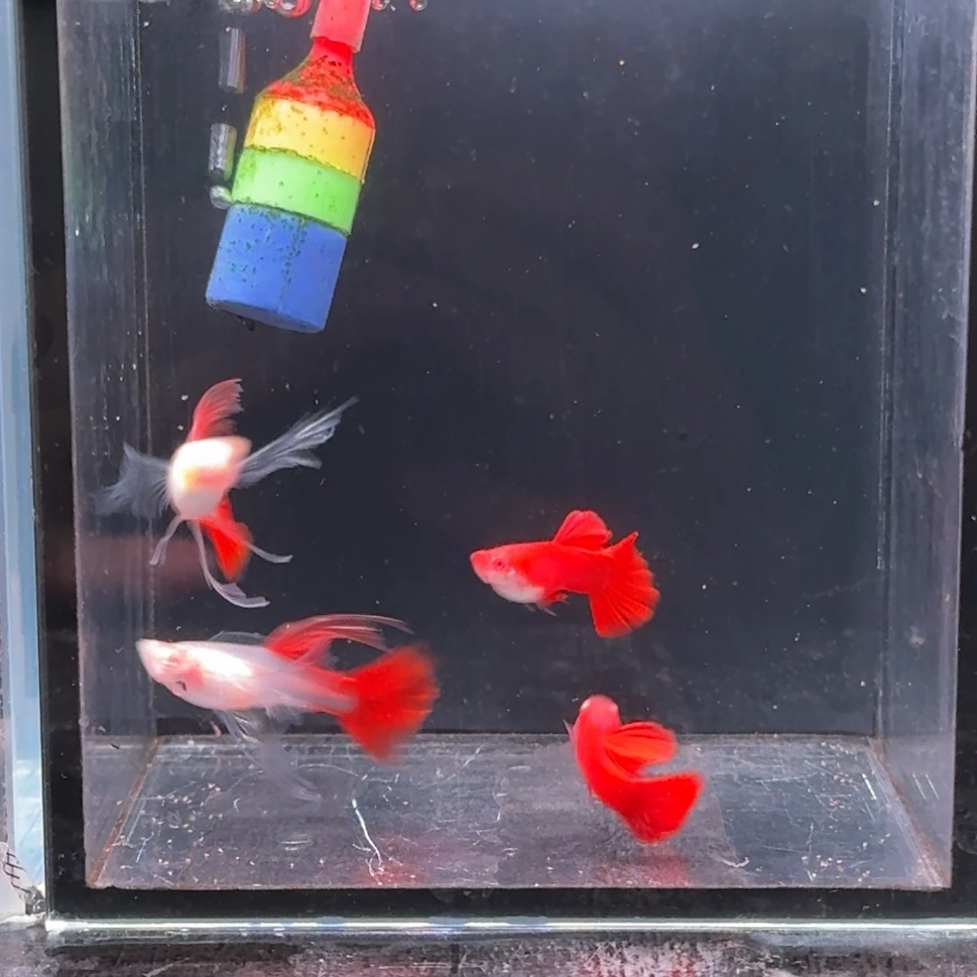 孔雀鱼逍*血红大C2对➕333一条