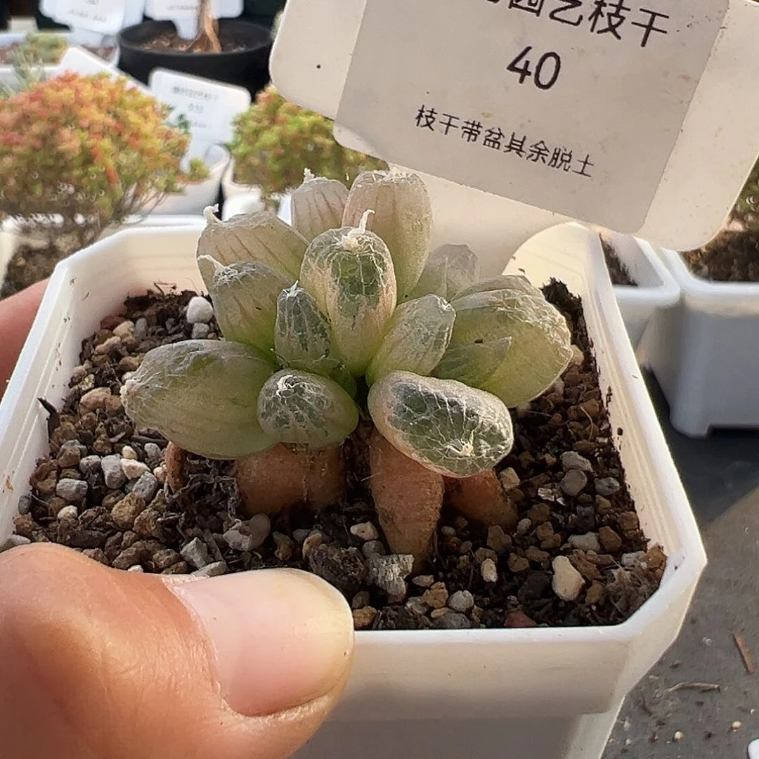 40号佛座窟杂玉翡翠12.11多肉