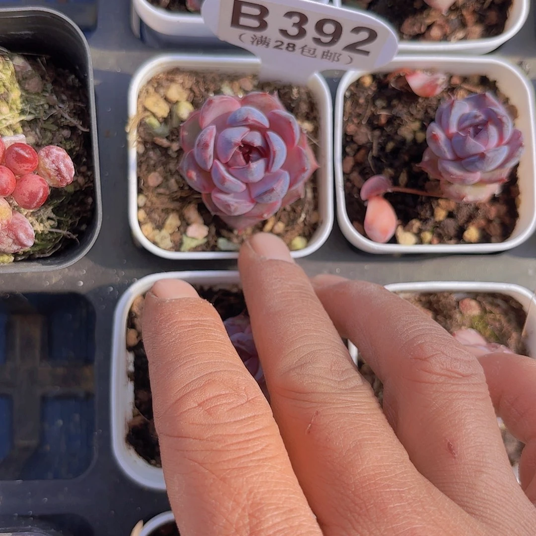 B392黑橙一物一拍