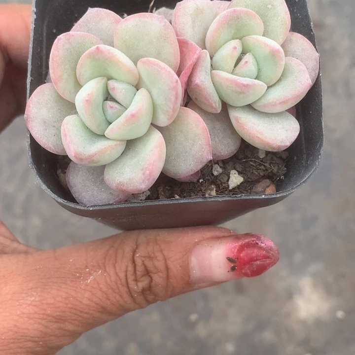 泡芙 双。（满9.99包邮不满9.99发叶子）