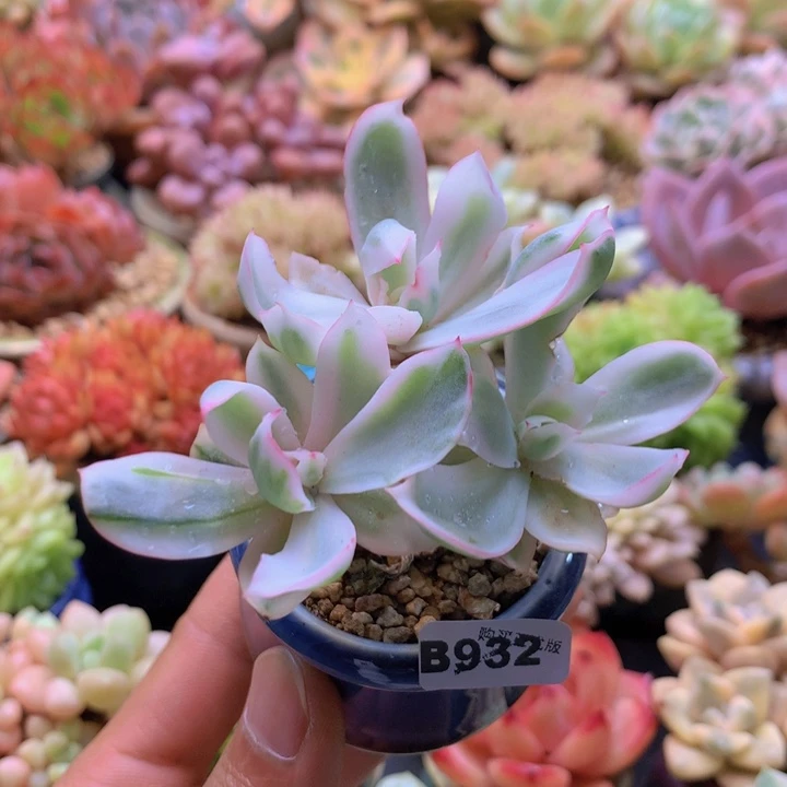 一物一拍含盆土满38包邮B932
