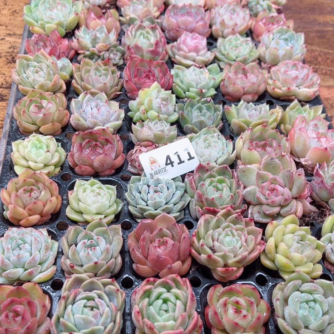 多肉植物多肉植物