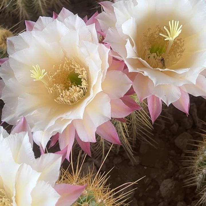 清清3-044根仙人球瑕疵