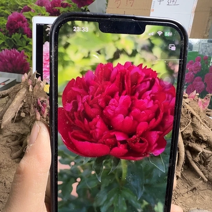 完全开放圣诞天鹅绒