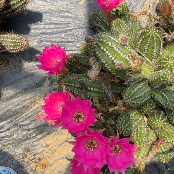 白檀仙人掌666侧芽一个