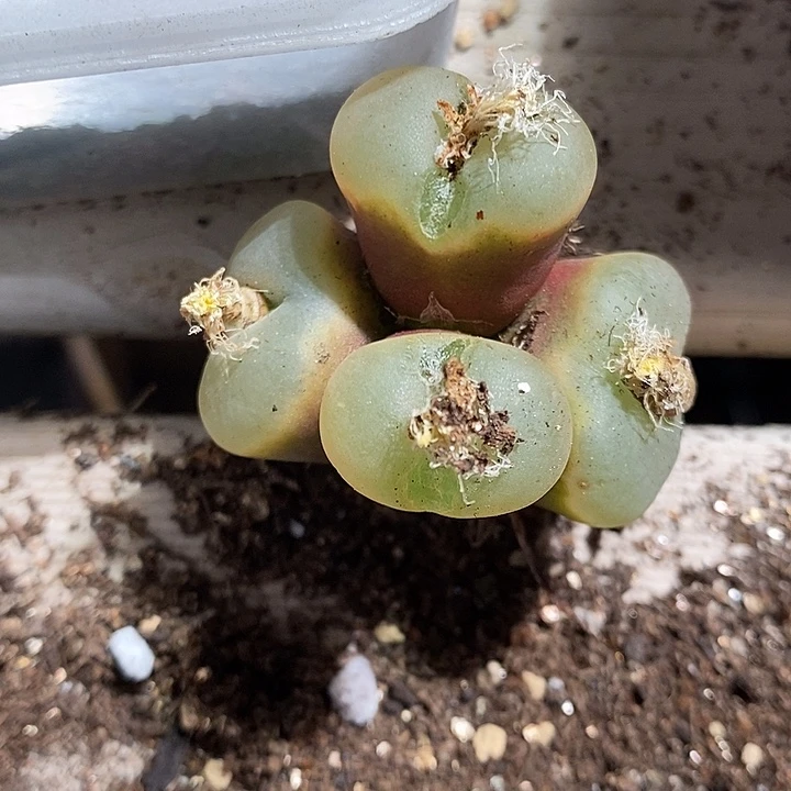 12391。 四头荔枝窗一颗。