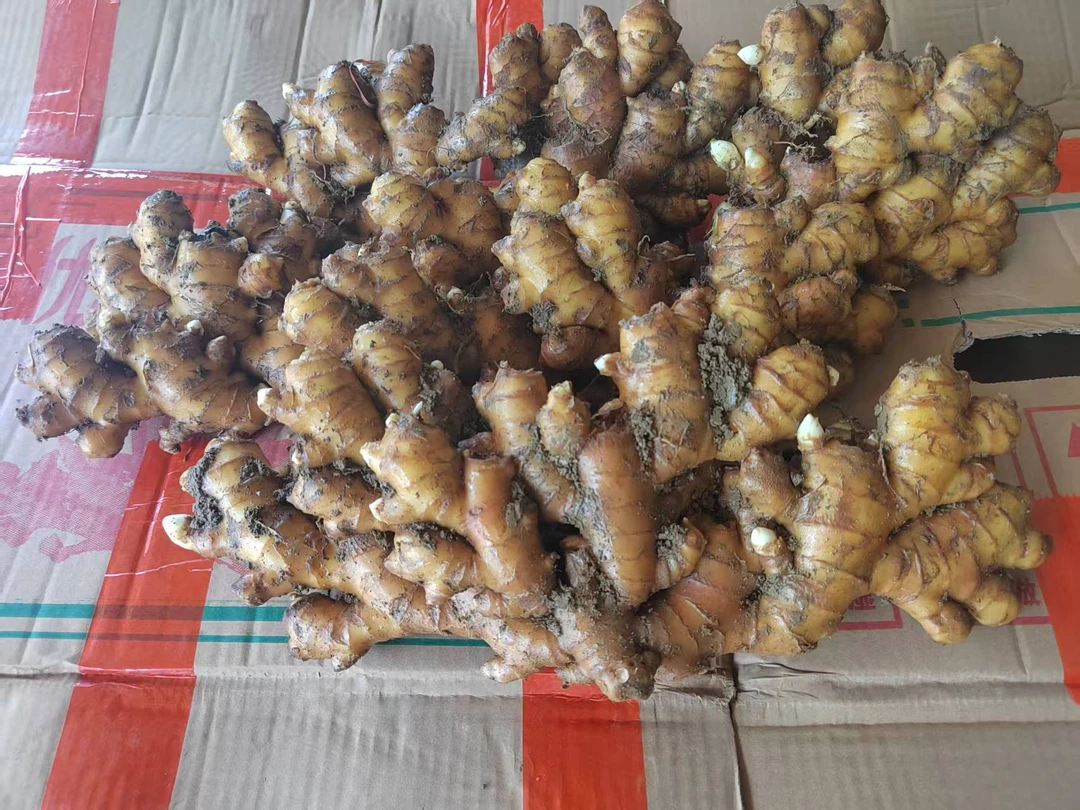 贵州小黄姜地窖姜，高山种植1200多海拔，可调味去腥/肉质饱满多汁