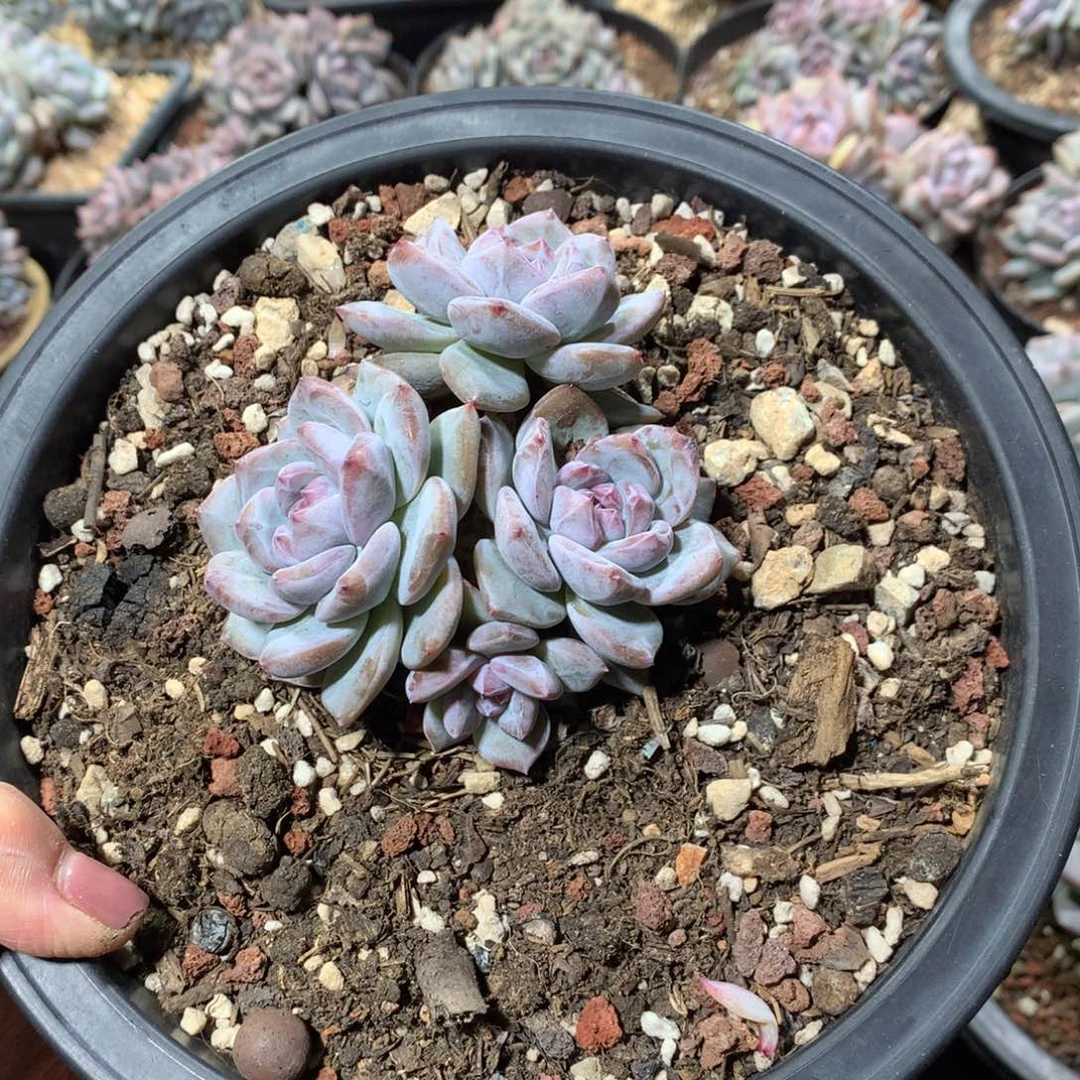 花花花花花花花花花花1