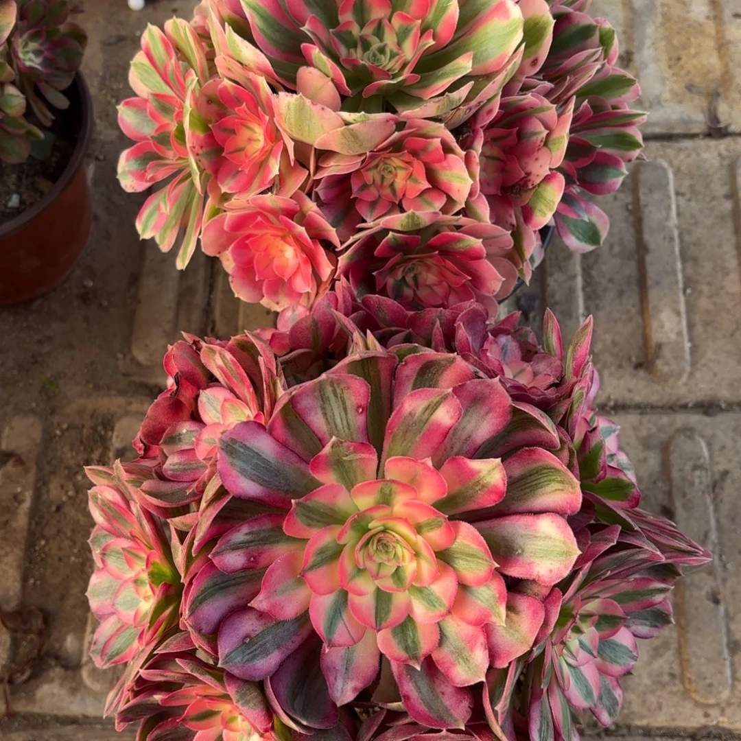 雨***！1棚法师0000266两颗