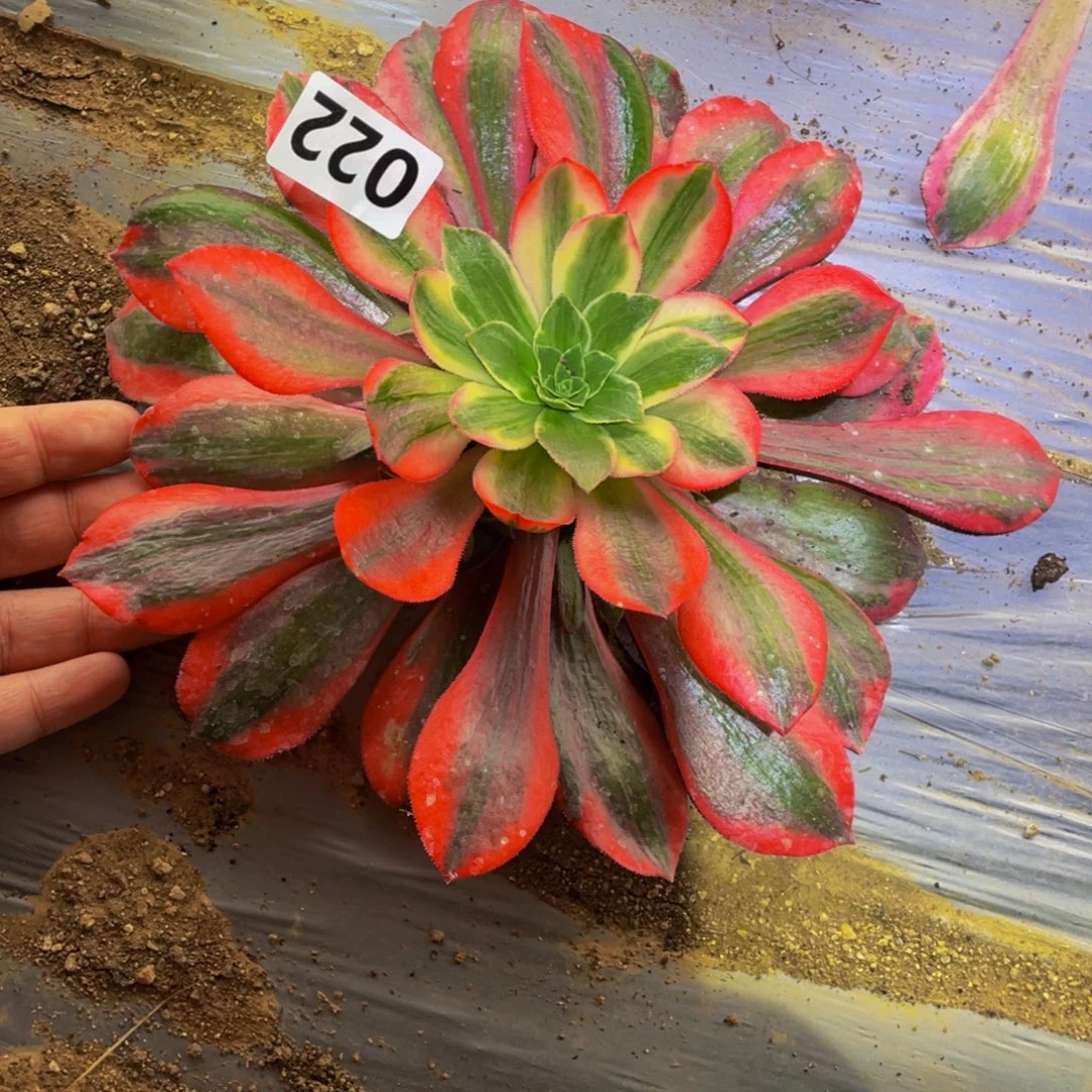 022女妖多肉植物的