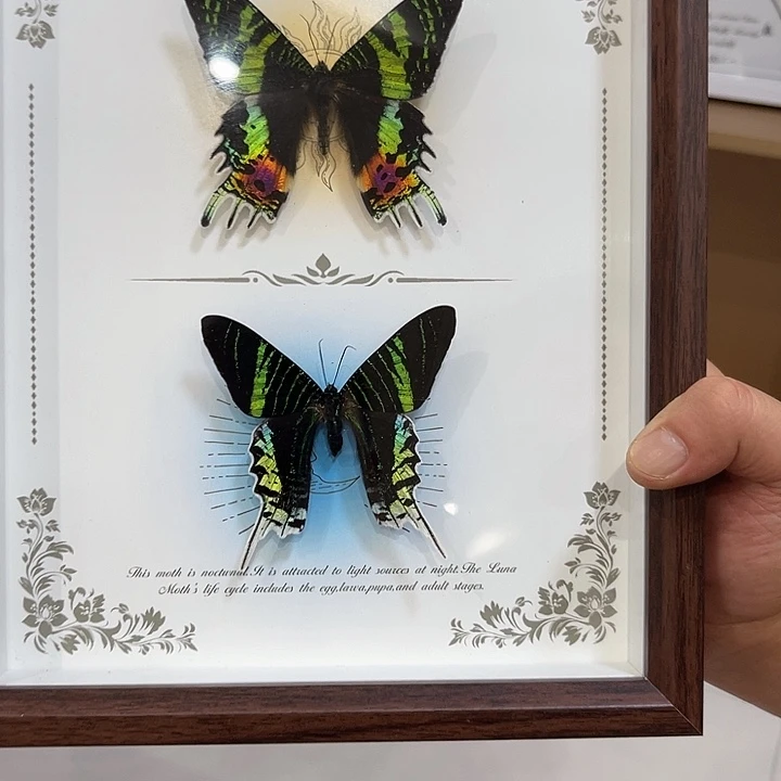 炙***太阳月亮组合现加工