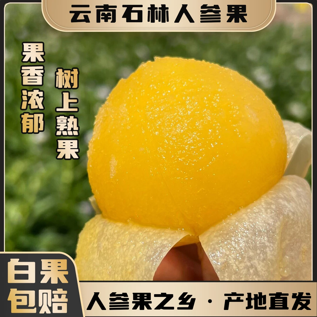 【顺丰到家】树上熟正宗石林人参果 圆果黄果产地直发新鲜应季水果