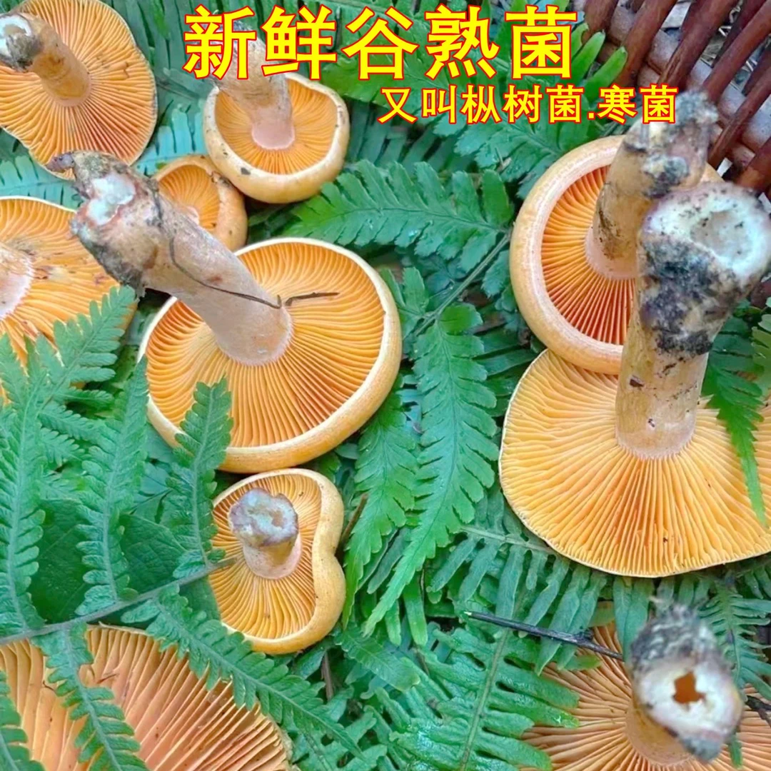 新鲜谷熟菌野生菌顺丰空运次日达包邮 铜绿菌枞树寒菌云南菌子菇