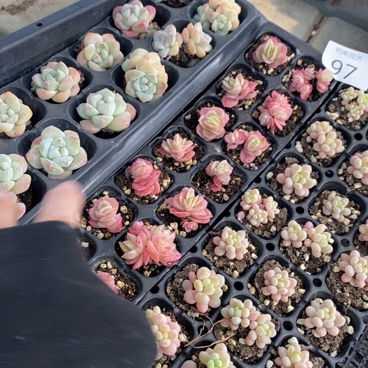 97 多肉植物盆栽花卉