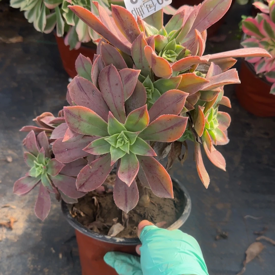 红叶353满20包邮断枝不包