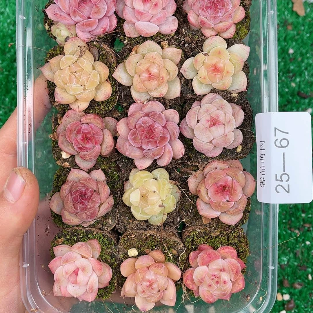 多肉一物一拍25-67