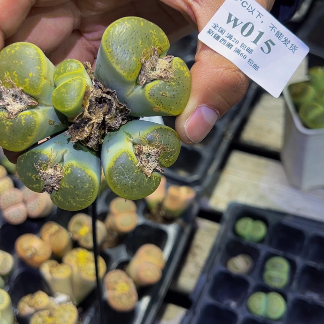 015 一物一拍，默认有伤，介意勿拍，不退不换