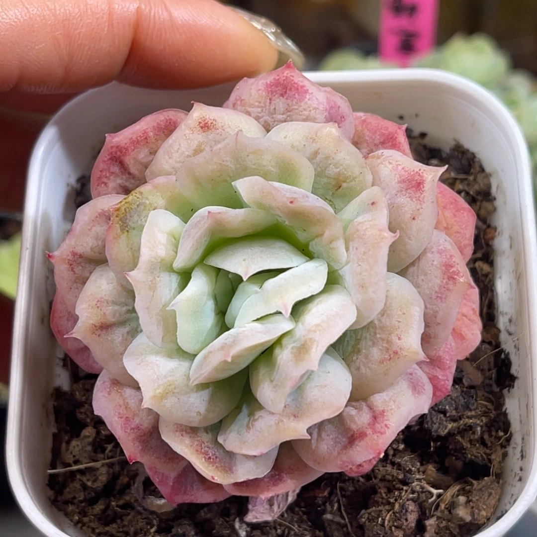 泡泡纱裙 单头 6.5杯