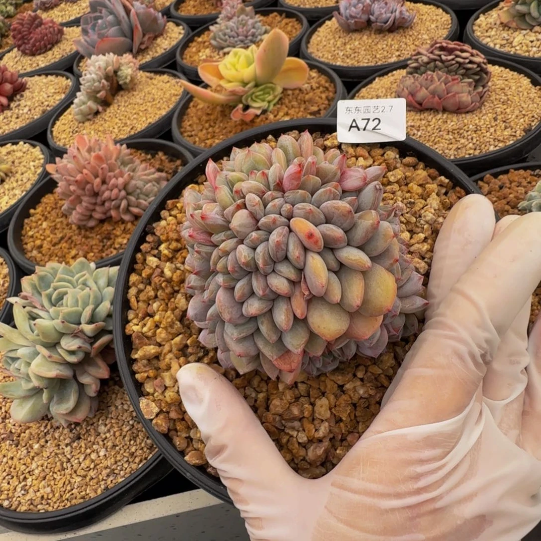 a a a a a a a a a a 72