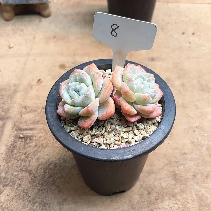 多肉植物，奶油冰玉8号