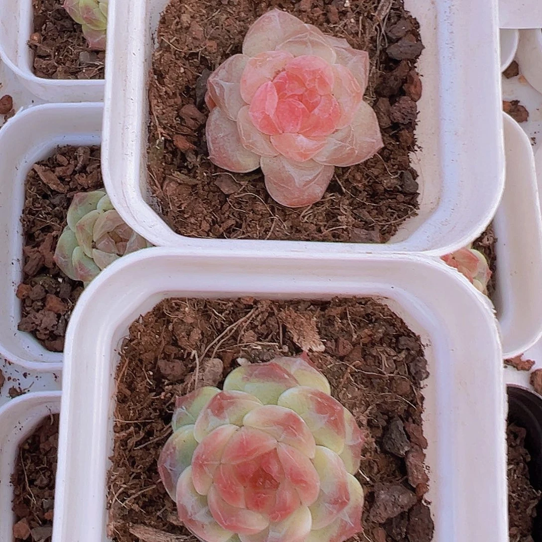 精品小珍妮组合2颗