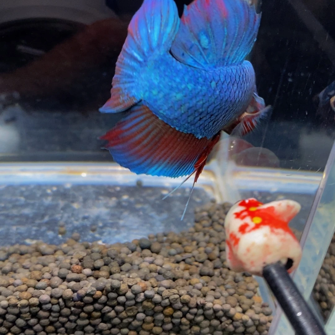 斗鱼185巨斗111111