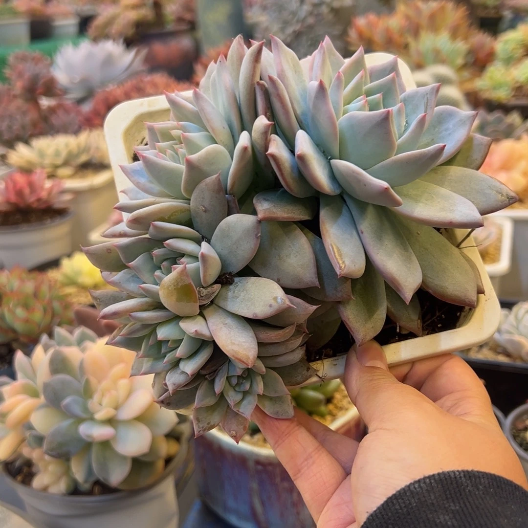 粉蓝鸟，，，，，，，，，，，，，，