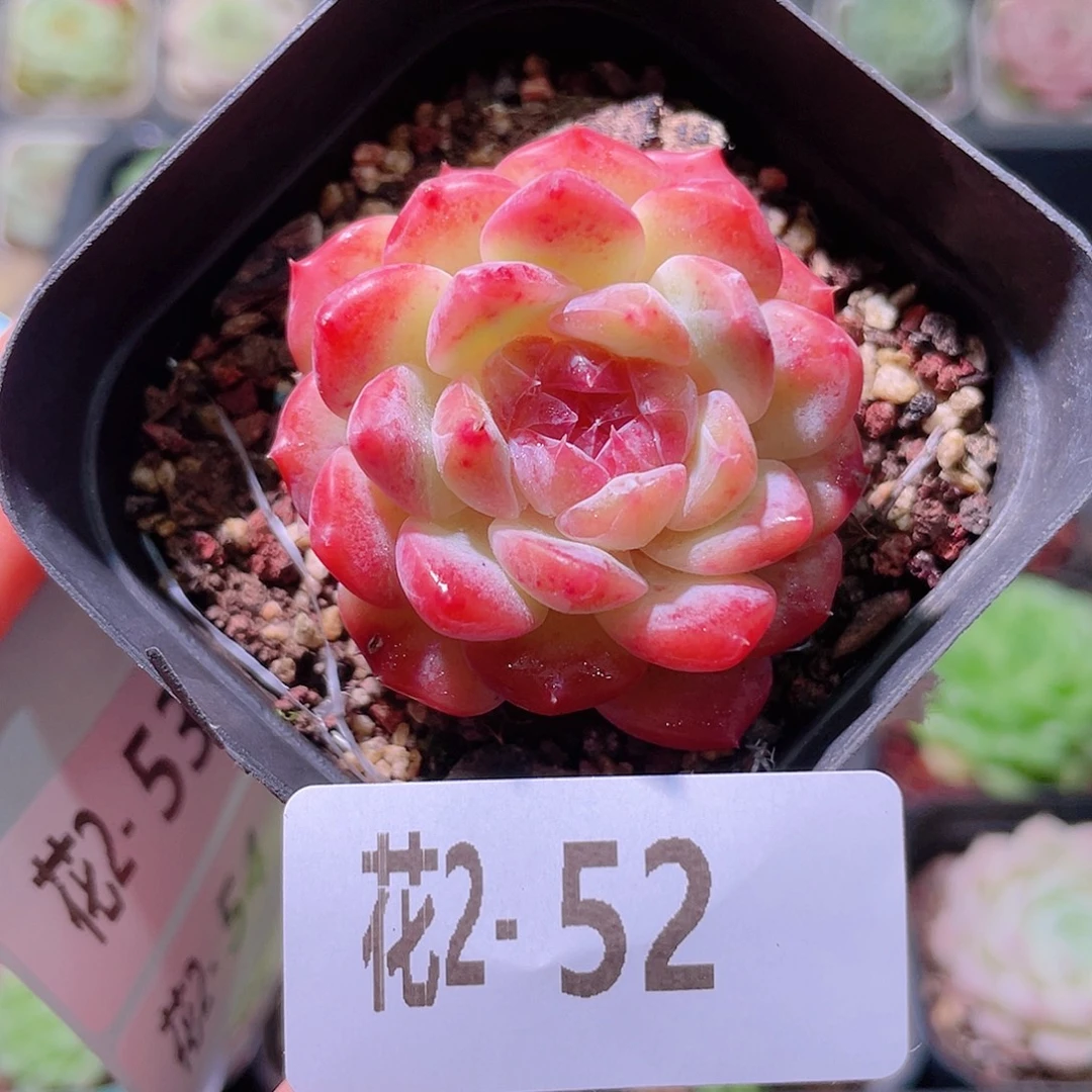 花利美2-52新品单头