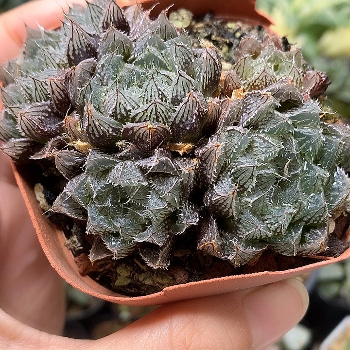 小叶楼兰带盆土法所tjl