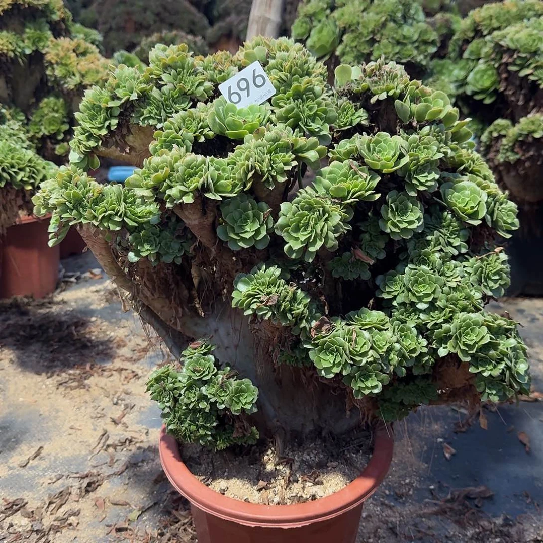 696绿缀朵朵一颗有伤