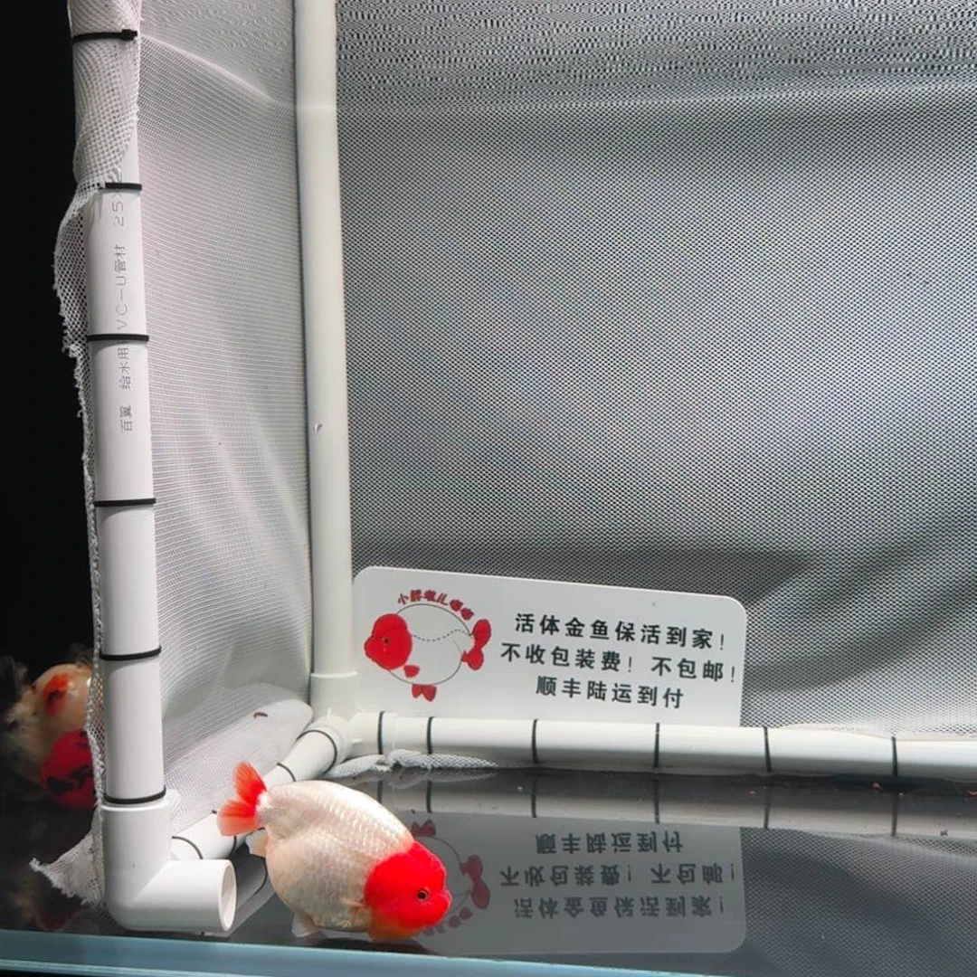 金鱼兰寿金鱼 顺丰到付