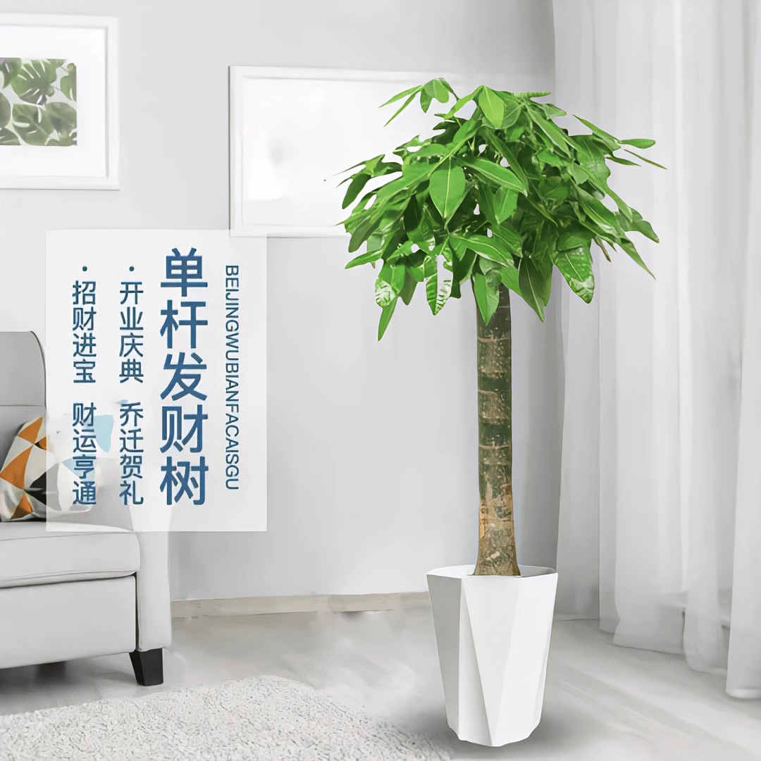 单杆发财树大型客厅独杆发财树办公室玄关养室内大型盆栽开业送礼